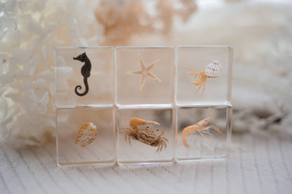Ocean Explorer Specimen Set