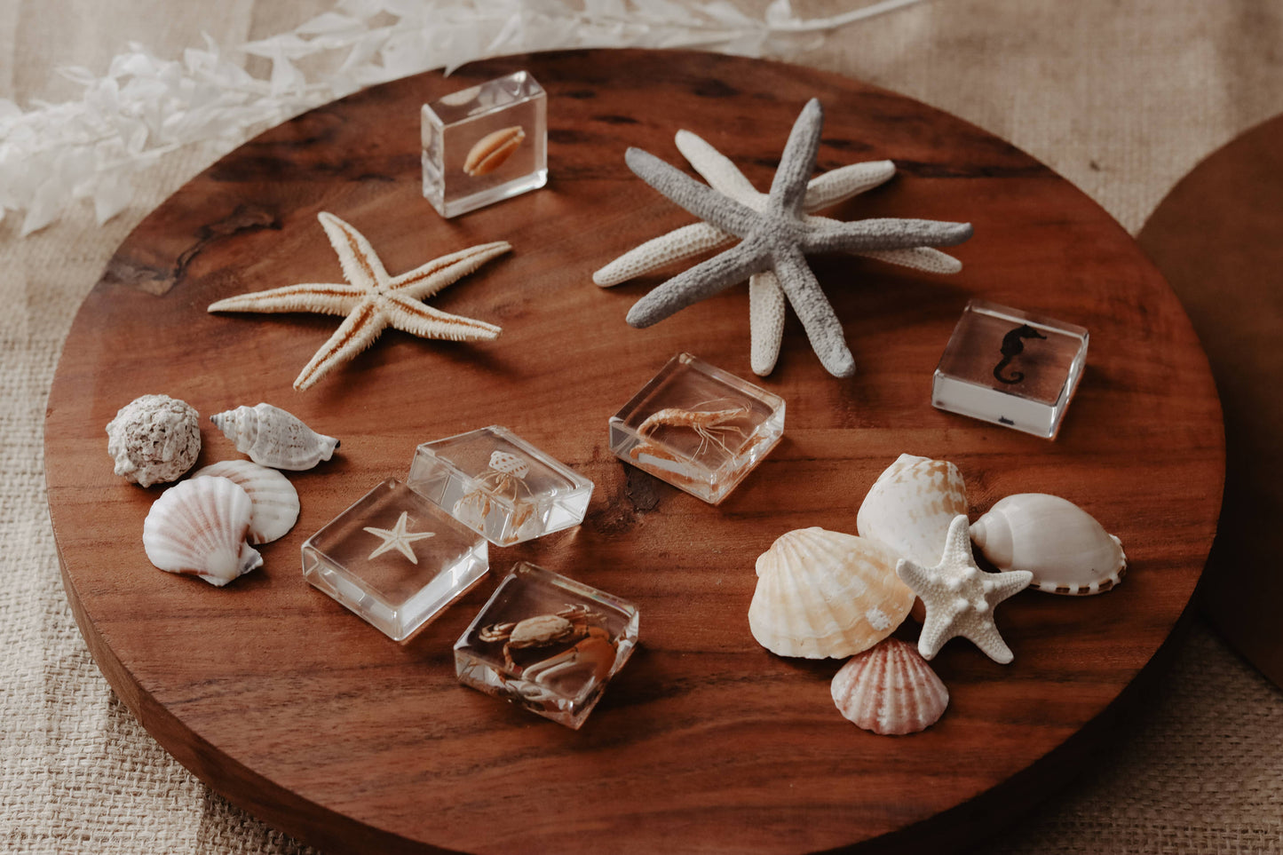 Ocean Explorer Specimen Set