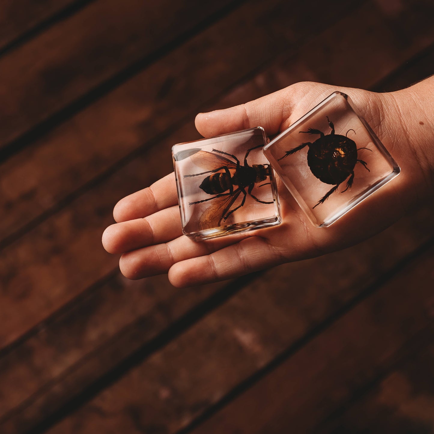 Investigative Insects Specimen Set