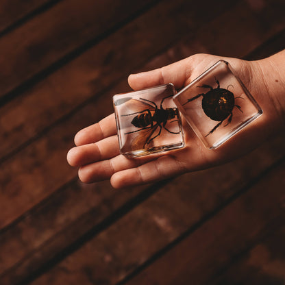 Investigative Insects Specimen Set